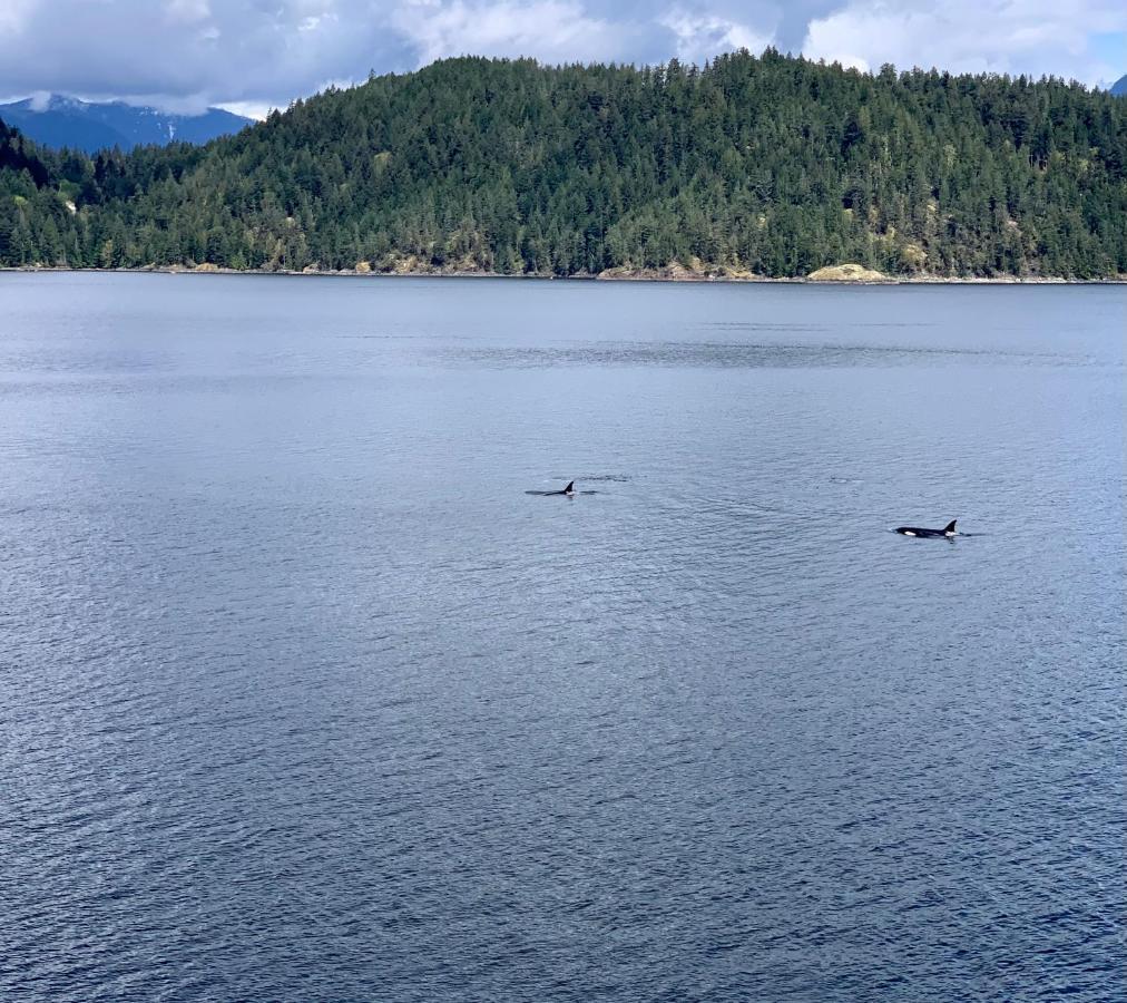 Bed and Breakfast Earls Cove Orca View Egmont Exterior foto